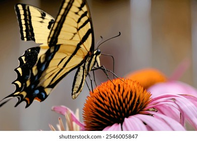 A swallowtail butterfly with an injured wing drinks nectar from a coneflower (Echinacea).  - Powered by Shutterstock