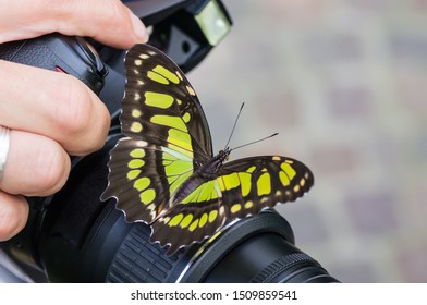 Swallowtail butterfly on a camera, held by the photographer. - Shutterstock ID 1509859541