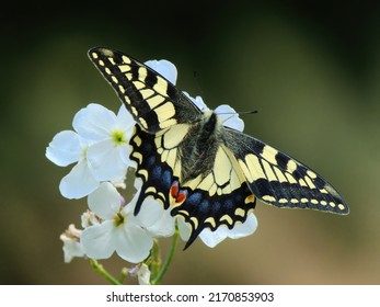 Swallowtail Butterfly On Cow Parsley, Norfolk, UK