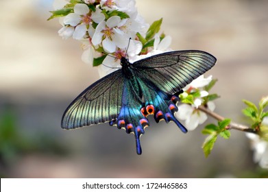 Swallowtail butterfly on the flowering branch of cherry in spring