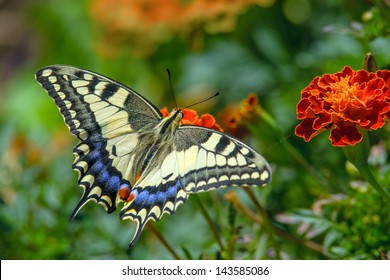 Swallowtail butterfly on the marygold flower