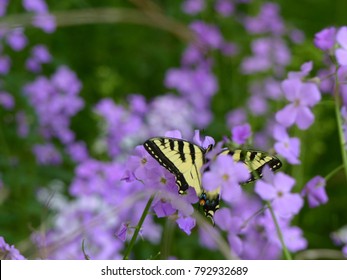 Swallowtail Butterfly On Purple Flowers