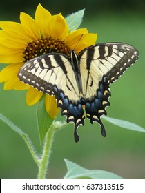 Swallowtail butterfly on Sunflower