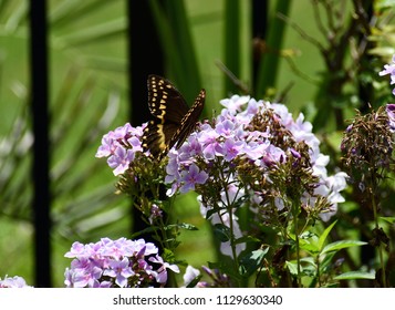 Swallowtail Butterfly On Tall Garden Phlox