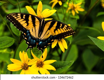 Swallowtail butterfly on yellow flowers in Shenandoah National Park, Virginia