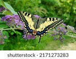 Swallowtail Butterfly ( Papilio machaon) feeding on a Butterfly-Bush (Buddleia)
