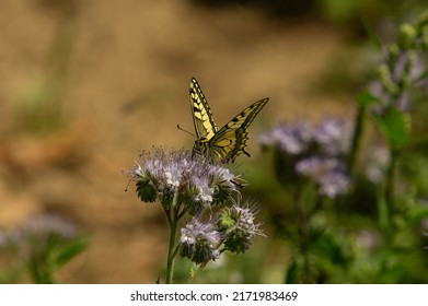 Swallowtail butterfly (Papilio machaon) on blue tansy (Phacelia tanacetifolia) flower - Shutterstock ID 2171983469