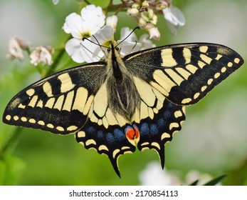 Swallowtail Butterfly, Papilionidae, Norfolk, UK