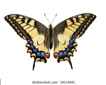           swallowtail butterfly - perfect macro details
