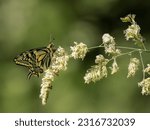 Swallowtail Butterfly. The UK