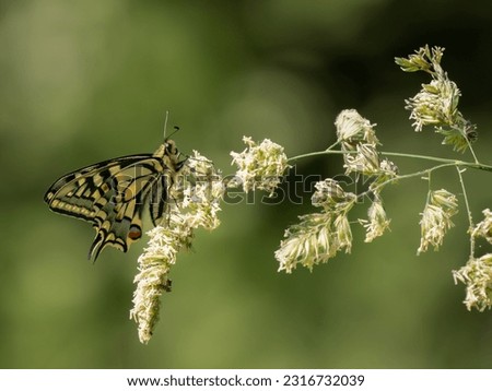 Swallowtail Butterfly. The UK's largest butterfly.
