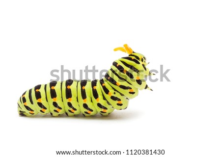 Swallowtail caterpillar or Papilio Machaon on a white background