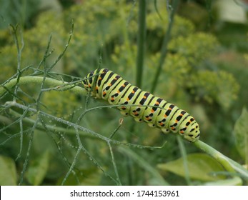 Swallowtail Fennel Caterpillar On Frozen Dill With Blurred Background