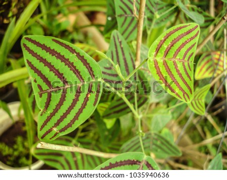 Swallowtail Plant, Butterfly Leaf or Butterfly Wing or Christia obcordata. 
A decorative plant. Requires partial or dappled shade of sunlight.