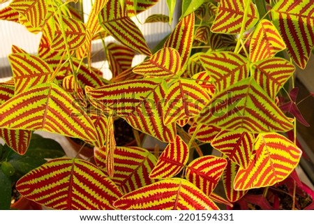 Swallowtail Plant, Butterfly Leaf or Butterfly Wing or Christia obcordata. A decorative plant. Requires partial or dappled shade of sunlight.
