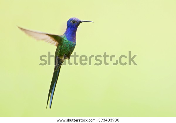 Beautiful- Swallow Tailed Hummingbird 226b P Brazil 500 Cruzeiros Crisp UNC