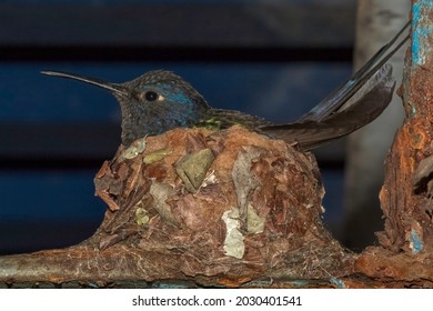 Swallow-tailed Hummingbird (Eupetomena macroura) Hatching Its Eggs in the Nest - Beija-flor-tesoura Chocando seus Ovos no Ninho

