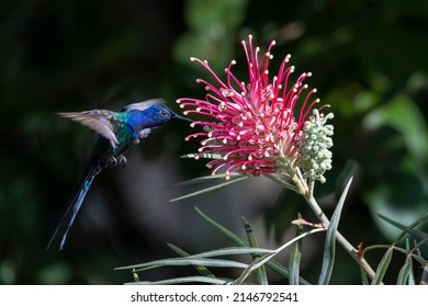 The swallow-tailed hummingbird feeding into the vibrant Grevillea superb flower. Species Eupetomena macroura also know as beija-flor tesoura. Birdwatching. Birding.