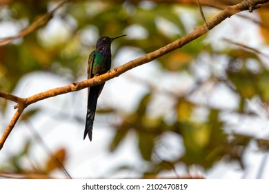 The swallow-tailed hummingbird perched on a branch of a tree in the forest. Species Eupetomena macroura also know the Beija-flor Tesoura. Birdwatching. Animal World. Birding.
