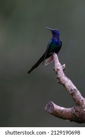 The swallow-tailed hummingbird perched on a branch of a tree in the forest. Its tail resembles scissors. The specie Eupetomena macroura also know the Beija-flor Tesoura. Birdwatching. Animal World.