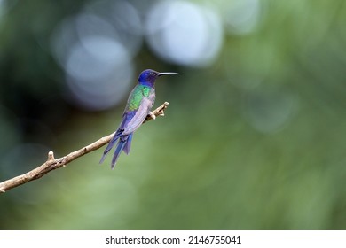 The swallow-tailed hummingbird perched on a branch of a tree in the forest. Its tail resembles scissors. The specie Eupetomena macroura also know as Beija-flor Tesoura. Birdwatching. Animal World.
