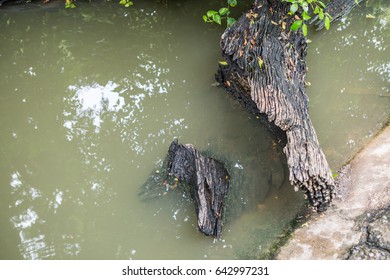 Swamp