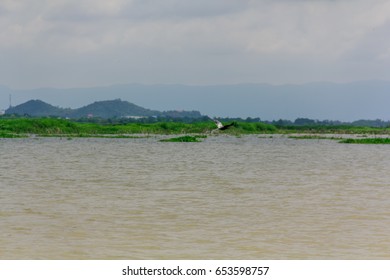 swamp
