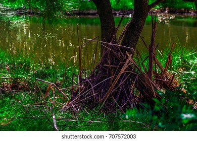 Swamp