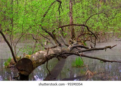 swamp
