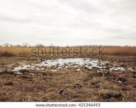 Swamp
