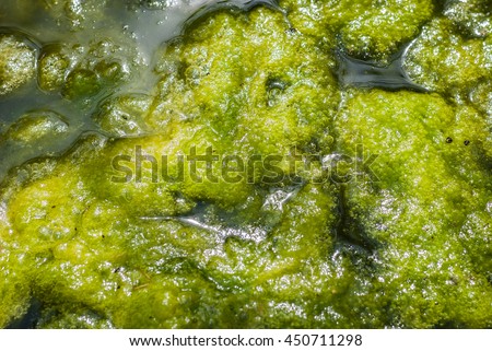 Swamp algae. Green algae patterns on the water.
Green swamp. The polluted water were covered with film and algae. 
green nasty swamp. lake surface with green algae. algae patterns