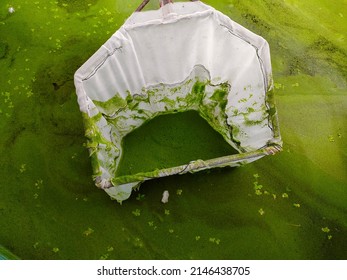 Swamp Algae Harvesting From Cement Pond