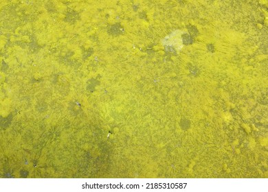 Swamp Algae. Yellow Algae Patterns On The Water.texture For Background