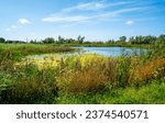 Swamp area with Purple loosestrife (Lythrum salicaria) in a nature reserve Biesbosch, Netherlands
