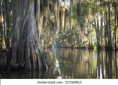 Swamp bayou scene of the American South featuring bald cypress trees and Spanish moss in Caddo Lake, Texas - Powered by Shutterstock