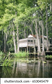 Swamp bayou scene of the American South featuring old wooden shack built into bald cypress trees and Spanish moss