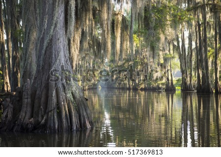 Swamp bayou scene of the American South featuring bald cypress trees and Spanish moss in Caddo Lake, Texas