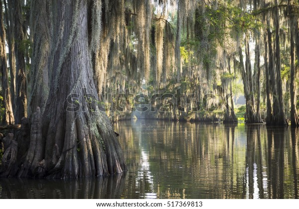 Swamp bayou scene of\
the American South featuring bald cypress trees and Spanish moss in\
Caddo Lake, Texas