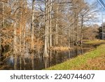 Swamp bayou scene in Mississippi featuring bald cypress trees in fall near Indianola, Mississippi, USA
