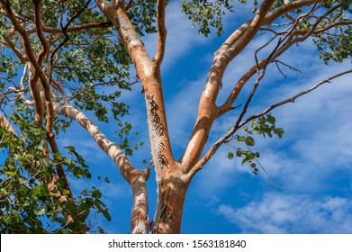 Swamp Bloodwood Or Corymbia Ptychocarpa Tree Trunk With Shedding Bark And Green Leaves. Australian Native Endemic Tree Also Known As Pink-flowering Bloodwood And Eucalyptus Ptychocarpa 