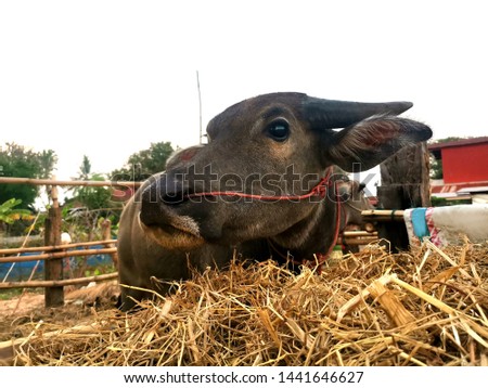 Swamp buffalo or River buffalo (Bubalus bubalis) is in the phylum of animals with spinal axis. Mammal layer. It is important to the agricultural work of Asian countries. Buffalo eat grass as food.