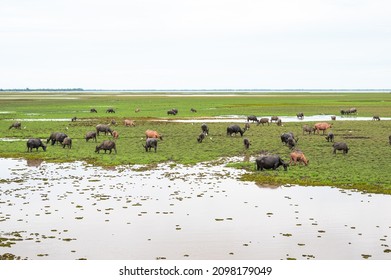 Swamp buffalow ladscape. Water buffalos. Thale Noi wetland national park, Phatthalung, Thailand. A beautiful scenery with buffalos.