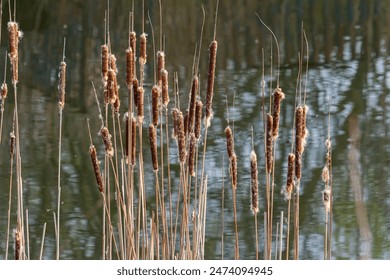 Flores marrones Typha angustifolia