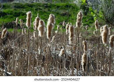 Tipha angustifolia Flores marrones