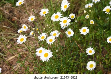 616 Swamp daisy Images, Stock Photos & Vectors | Shutterstock