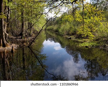 Swamp Creek In The Francis Marion Forest.