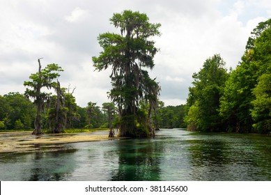 Swamp Cypress Tree With Hanging Spanish Moss Growing In Wakulla River, Florida, USA