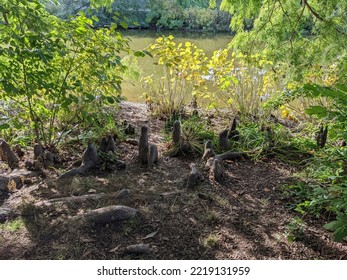 Swamp Cypress Tree Knobby Knee Roots 