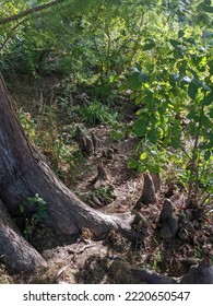 Swamp Cypress Tree Knobby Knee Roots 