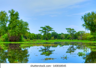 Swamp With Cypress Trees In Atchafalaya River Basin.